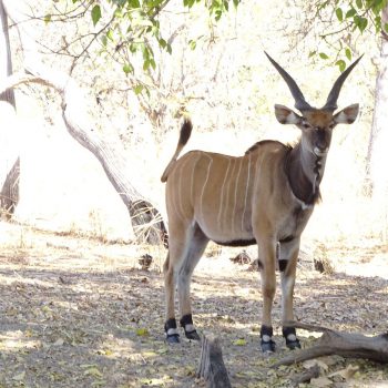 Weselijke Reuzen Eland